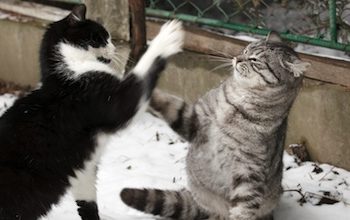 Traitement des abcès par morsure de chat à domicile