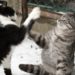 Traitement des abcès par morsure de chat à domicile