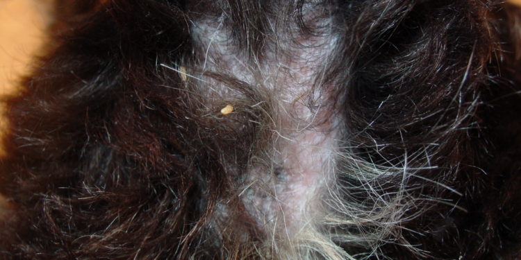 Traitement des chats contre les vers solitaires