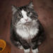 Transitioning Cat from a ‘Critical Care Diet’ to Regular Food