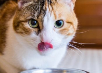 Utiliser l’alimentation pour traiter et prévenir les calculs vésicaux chez les chats