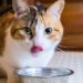 Utiliser l’alimentation pour traiter et prévenir les calculs vésicaux chez les chats