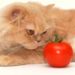 Vegan Diet Almost Kills Kitten