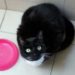 What Kind of Bowl Do You Use for Your Cat’s Food