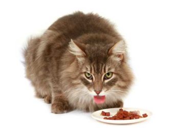 Why Are Cats So Picky About Food? | What Do Cats Like to Eat?