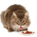 Why Are Cats So Picky About Food? | What Do Cats Like to Eat?