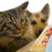 Why You Need to Read the Cat Food Label Every Time
