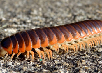 Mille-pattes – Faits, informations et habitat