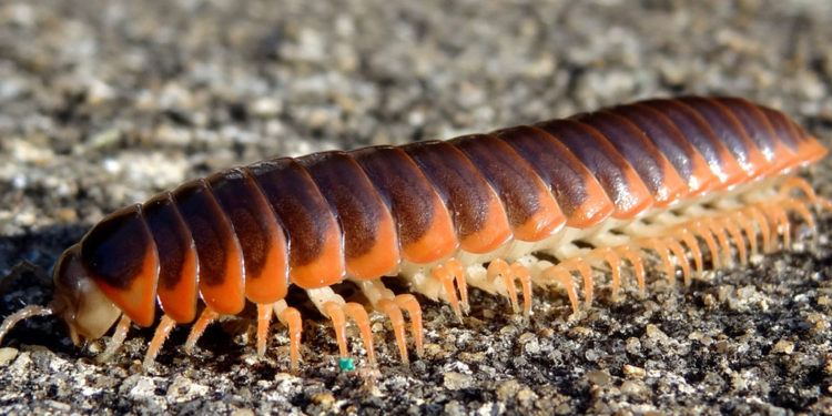 Mille-pattes – Faits, informations et habitat