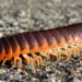 Mille-pattes – Faits, informations et habitat
