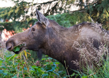 Faits essentiels, informations et habitat