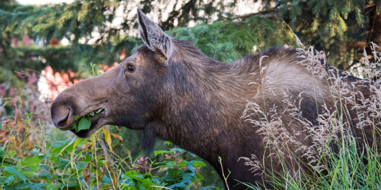 Faits essentiels, informations et habitat