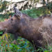 Faits essentiels, informations et habitat
