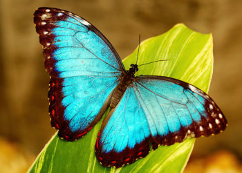 Le papillon Morpho – Faits, informations et habitat
