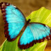 Le papillon Morpho – Faits, informations et habitat