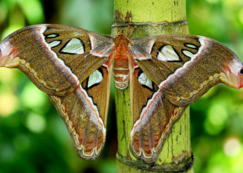 Faits, informations et habitat des papillons de nuit