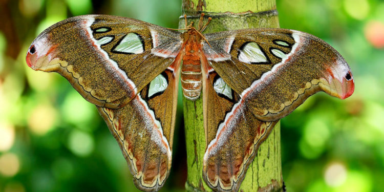 Faits, informations et habitat des papillons de nuit