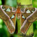 Faits, informations et habitat des papillons de nuit