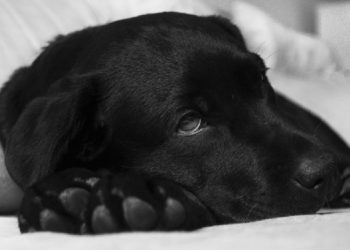 Dosage, utilisations, effets secondaires et autres informations