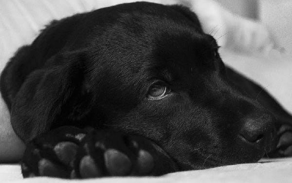 Dosage, utilisations, effets secondaires et autres informations