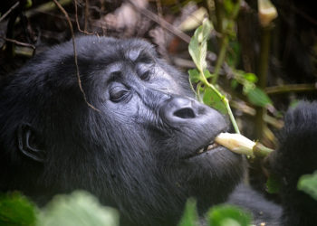 Gorilles de montagne – Faits, régime alimentaire et informations sur l’habitat