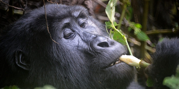 Gorilles de montagne – Faits, régime alimentaire et informations sur l’habitat
