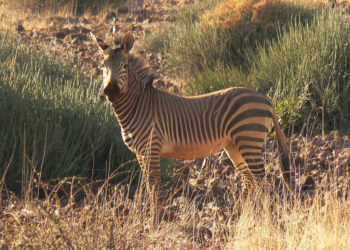 Zèbre de montagne – Faits, alimentation et habitat