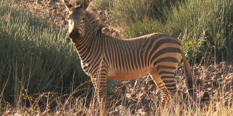 Zèbre de montagne – Faits, alimentation et habitat