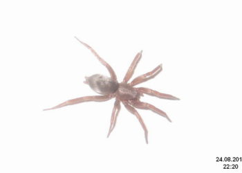 Souris-araignée – Faits, venin et informations sur l’habitat