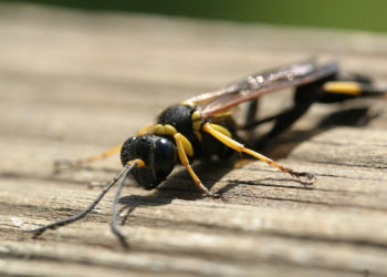 Guêpe des marais – Faits, photos et informations sur l’habitat