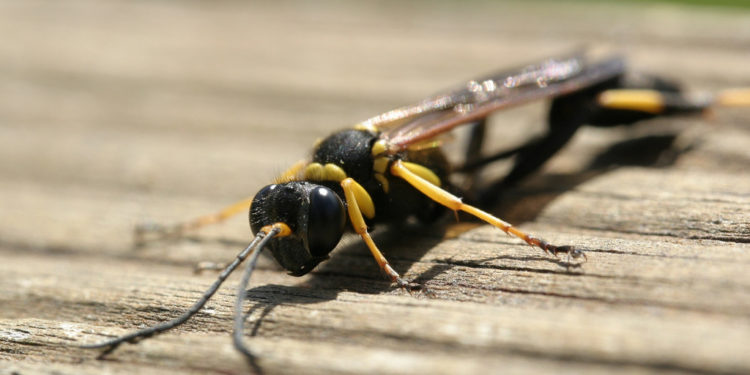 Guêpe des marais – Faits, photos et informations sur l’habitat