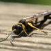 Guêpe des marais – Faits, photos et informations sur l’habitat