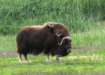 Bœuf musqué – Faits, informations et habitat