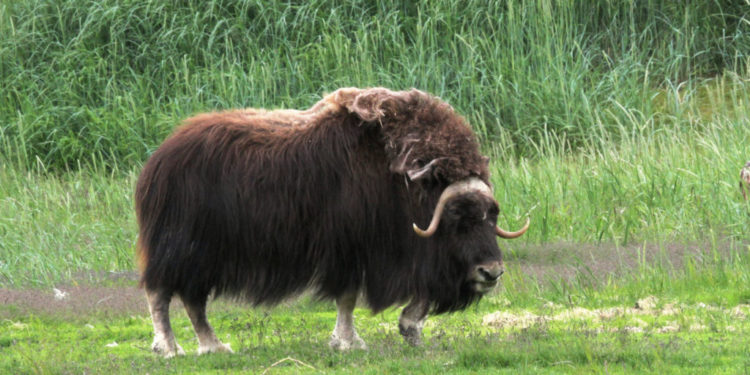 Bœuf musqué – Faits, informations et habitat