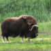 Bœuf musqué – Faits, informations et habitat
