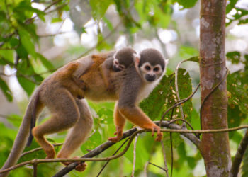 Les singes du Nouveau Monde – Faits, informations et habitat