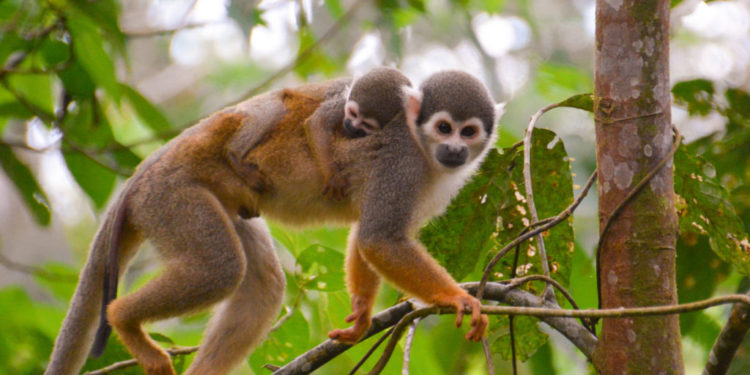 Les singes du Nouveau Monde – Faits, informations et habitat