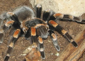 Tarentule du Nouveau Monde – Faits et informations sur l’habitat
