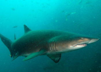 Requin nourrice – Faits, informations et habitat