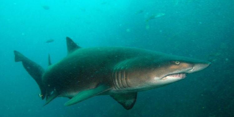 Requin nourrice – Faits, informations et habitat