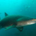 Requin nourrice – Faits, informations et habitat