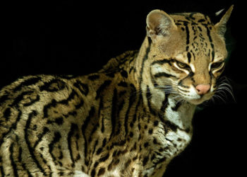 Faits essentiels, informations et habitat