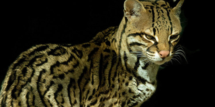 Faits essentiels, informations et habitat