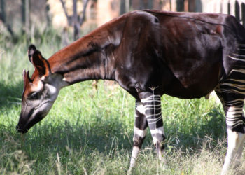 Animal à okapis – Faits, informations et habitat