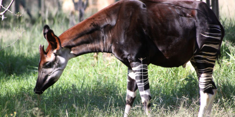 Animal à okapis – Faits, informations et habitat