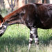 Animal à okapis – Faits, informations et habitat