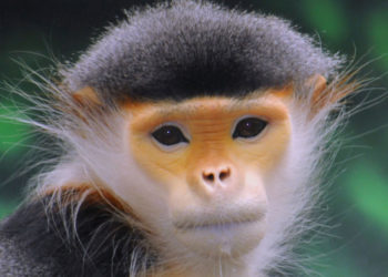 Les singes de l’Ancien Monde – Faits, informations et habitat