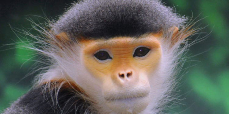 Les singes de l’Ancien Monde – Faits, informations et habitat