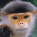 Les singes de l’Ancien Monde – Faits, informations et habitat