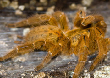 Tarentules de l’Ancien Monde – Faits et informations sur l’habitat